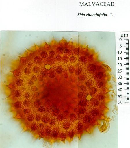 SIDA